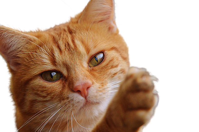 Pixabay上的免费图片 - 猫, 孤...