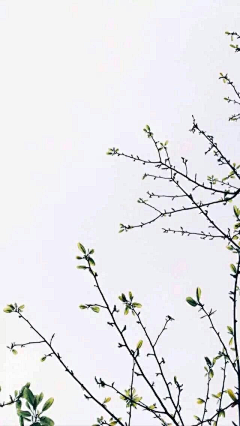 ﹏有点小情绪゛采集到树枝素材