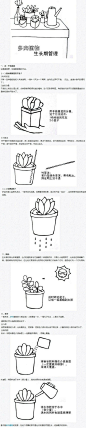 多肉植物生长期管理