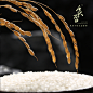 日本进口越光原种大米太极米东北丹东新米5kg大米寿司米10斤-食否-淘宝网