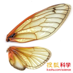-如果-采集到精灵翅膀