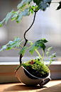 Maple bonsai with micro people. This photo was taken on May 17, 2012 using a Canon EOS 5D Mark II.