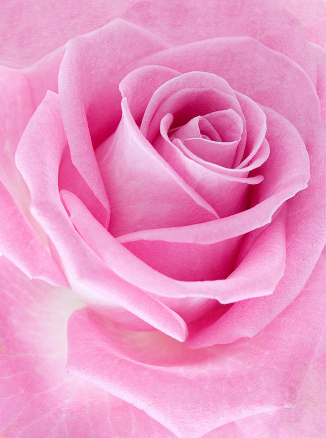 粉色玫瑰花瓣