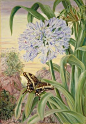 Agapanthus, Marianne North