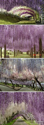 紫色唯美梦幻~日本Kawachi Fuji花园