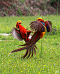 金鸡起舞~[威武] 此动物是红腹锦鸡，又名金鸡，是雉类中最为美丽漂亮的一种观赏鸟类，也是我国独有的珍贵品种。