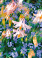 A blurry photo of flowers in a garden photo – Free Texture and patterns Image on Unsplash