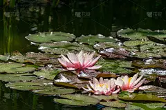 粉红色的睡莲或荷花。美丽的睡莲与雨后的水滴。夏日鲜花景观，清新的壁纸和自然背景概念