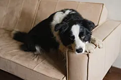 点击来源直接获取大图文件 |可爱的边境牧羊犬幼犬在家中的沙发上躺着，做着有趣的鬼脸玩耍。宠物狗在舒适的沙发上休息，准备入睡。有趣又有情感的宠物狗，对宠物的爱、友谊、陪伴、宠物护理