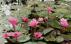 高贵典雅的莲花电脑桌面高清壁纸桌面壁纸4