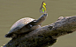 A butterfly perches on the head of an Amazon River Turtle.  Photographer Nate Chappell spotted the cheeky insect hitching a ride near the Amazon River in Ecuador.  He explains: 'I was standing in the open air lounge at Sani Lodge ecolodge in the Ecuadoria