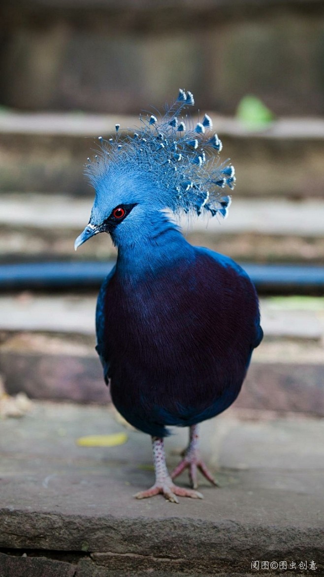 『鸽中女王』蓝凤冠鸠是鸽鸠类中最漂亮的一...