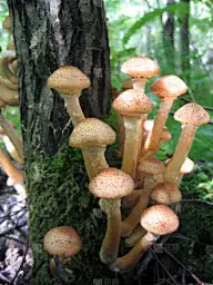 食品,蘑菇,蜂蜜,垂直画幅,美,褐色,孢子,苔藓,木质假面状口蘑,生食