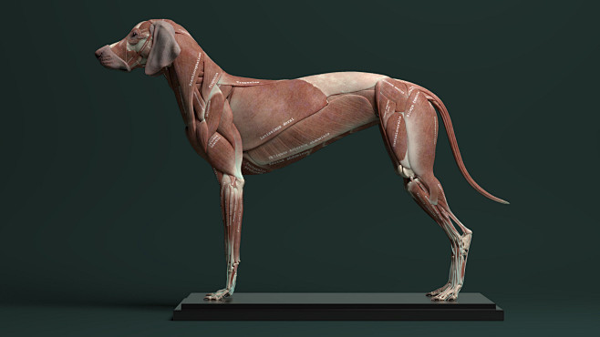 Canine Anatomy for 3...