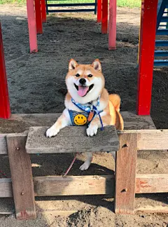 我不想我不想不想回家~这只贪玩的柴犬，简直就是行走的表情包！柴犬Hana平时很软萌，每次出门玩都超开心。然而，出去容易回来难……只要一让它回家，整个柴都会拒绝到变形！不回不回就不回！真是用绳命演绎了啥叫贪玩啊~（twi：87shiba87） ​​​​