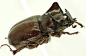 Phyllognathus orion  Phyllognathus 颚犀金龟属 