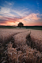 Barley Field, Germany
photo via daty