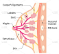 女性乳房的结构。美体保健理念