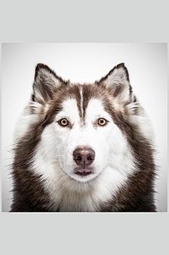 狗狗哈士奇宠物狗图片