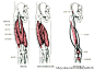 肌肉起止点图示及说明（03）：下肢肌群