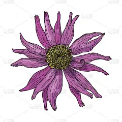 Zinnia花。手绘墨水插图。矢量图像。