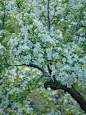 梨花似雪淡清香 春来风花时，出游正当时。梨花白/柳树青，飞花渐成雪，满城皆景。 随着春色渐暖，海棠已落桃花逐水时，梨花就像干净如同落雪的月色，又像山间的清风，开于春色繁盛之中，独一片素色纯白浩然英清。 盛满仲春的梨花，落在了谁的枕边、谁的肩头、谁的发间、谁家的院落、又或是谁的梦里，拂了一身清幽还满。 这种原产于我国，有着2000多年历史的梨花，当之无愧的千古之花，纯白予人间无限深情。 西湖畔的美景，还真是在不经意间的探寻间，眼前一亮。 #图文伙伴计划 #旅行图文激励计划 #目的地图文攻略 #杭州 #旅行 