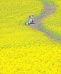 开往春天的列车

油菜花里的浪漫

#春天##油菜花里的浪漫# ​​​​