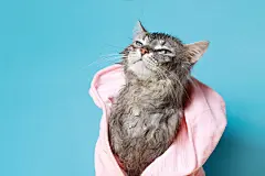 点击来源直接获取大图文件 |Funny wet gray tabby kitten after bath in pink in bathrobe . Just washed lovely fluffy cat on blue background. Cat on horizontal banner with copy space for popular social media website cover image.