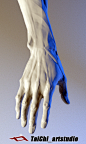 The human body, Tai ji : Hi, everybody, my name is tai chi, based modelling is a teacher, this is I made in the teaching of human anatomy teaching material, selection of part model rendering did not come to share, thank you ！！！
I usually use qq software t