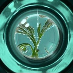 黑色生命力采集到医美