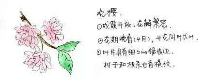 教你分辨桃花/杏花/樱花/梨花/李花/苹...