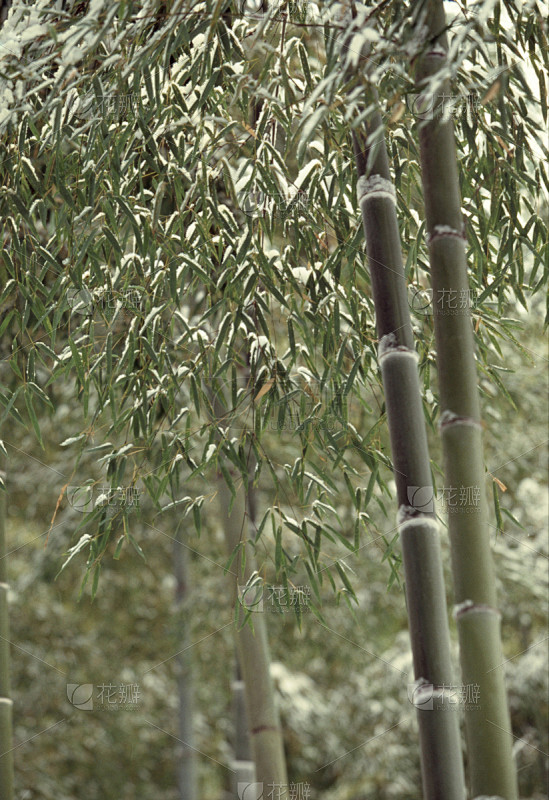 冬天,竹,竹林,亚洲,自然,寒冷,垂直画幅,图像,雪,无人