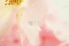 玫瑰,柔和,可爱的,时尚,八仙花属,彩色图片,运动模糊,美,贺卡,褐色