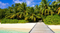 beaches exotic nature palm trees summer wallpaper (#1951328) / Wallbase.cc