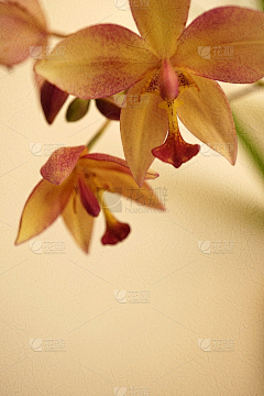 安徒生0采集到花 植物