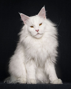 哇哦哇哦耶采集到猫咪