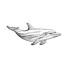 卡通海豚插画儿童绘本  - 源文件下载【酷图网】卡通海豚素材,海豚,海报素材,可爱,海豚素材,图片,卡通海豚,插画,插图,素材,元素,矢量,卡通,手绘,手绘海豚,标志,logo,简约,图案,图标,海豚插画,儿童绘本,矢量海豚,动物,卡通动物,小海豚,动画海豚,简笔画,形象,趣味,游泳,海洋生物,Q版,海底世界,背景墙,装饰画,线稿,黑白,素描