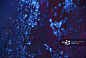 Dramatic Blue and Purple Textured Background