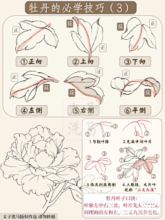 小米粥暖胃采集到牡丹