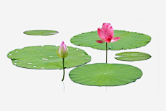 君悦澜采集到植物,花