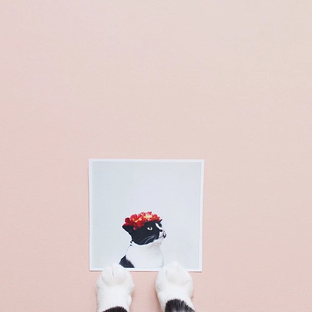 [ color ]内的花瓣采集图片-热情雨