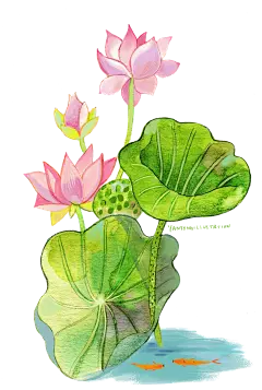 免扣 透明 素材 png 荷叶 莲花 手绘 插画