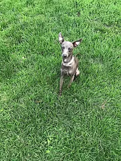 意大利灵缇犬