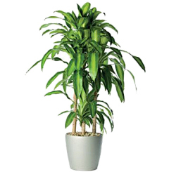 Evea-采集到F-Floriculture【花艺】盆栽