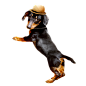 腊肠狗PNG