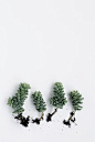 多肉植物 - 谷物杂志/音量N°6  -  http://readcereal.com/magazine/volume-6/succulents/： 