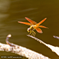 蜻蜓
Dragonfly