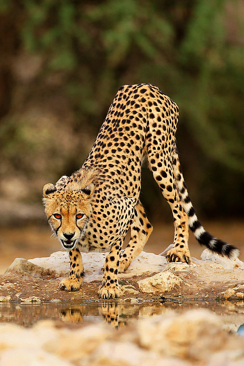 this-is-wild:

(via ...