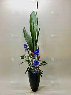 花道01-15“探戈舞”男儿节