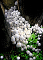 It's like an avalanche of cute little mushrooms.: 